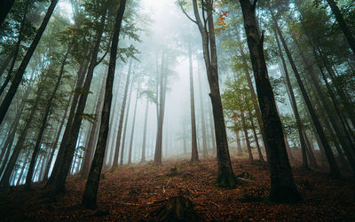 Low angle view of trees in forest