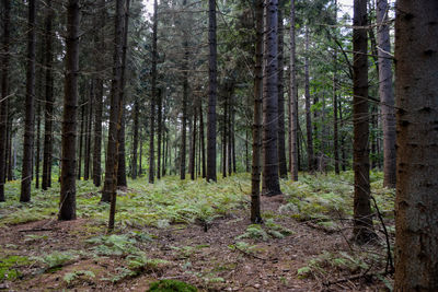 Pine trees in forest