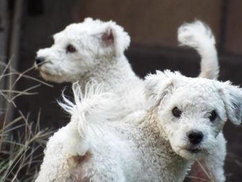 Close-up of dogs