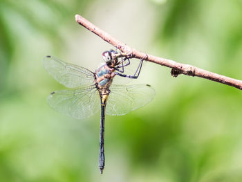 dragonflies and damseflies