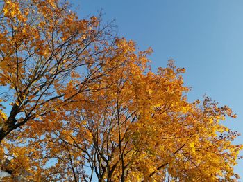 Low angle view of autumnal trees against clear sky