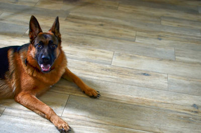 Portrait of dog lying on wooden floor