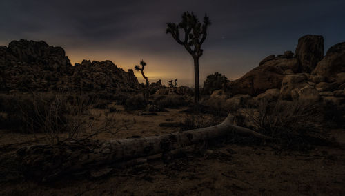 Cactus growing on landscape against sky