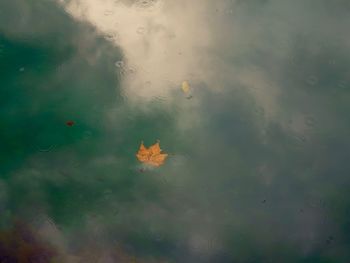 High angle view of flowers in lake