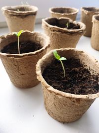 Close-up of young potted plant