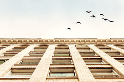 Low angle view of birds flying over building against clear sky