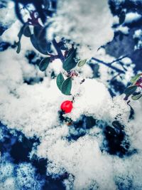 Close-up of frozen ice