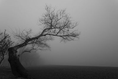 Bare tree on landscape against sky during foggy weather