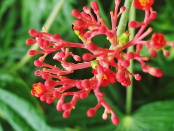 Close-up of red flowering plant