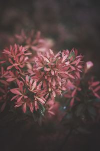 Close-up of red flowers