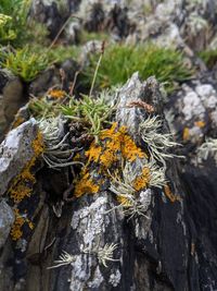 Close-up of fungus growing on tree trunk