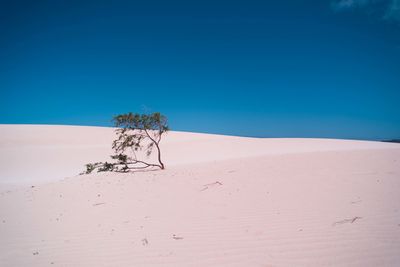 Scenic view of desert against clear blue sky