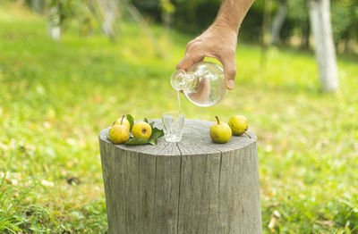 Hand holding fruit on field