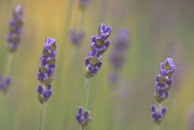 Close-up of purple lavender flowers