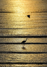 Close-up of bird on floor