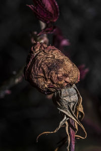 Close-up of dried flower against blurred background