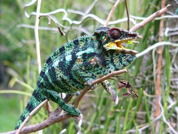 Close-up of chameleon on tree
