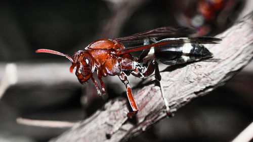 Close-up of insect on leaf