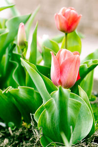 Close-up of pink flowering plant