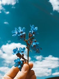 Close-up of hand holding flowering plant