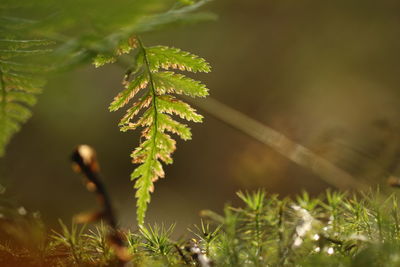 Close-up of plant