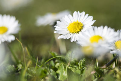 Close-up of white daisy flowers on field