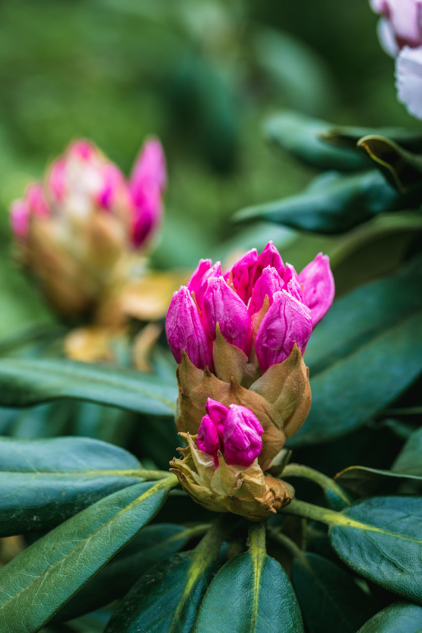 flower, flowering plant, plant, beauty in nature, plant part, leaf, pink, freshness, close-up, nature, blossom, green, macro photography, growth, petal, no people, flower head, inflorescence, magenta, fragility, outdoors, focus on foreground, bud, botany, multi colored, garden, rose, purple, springtime