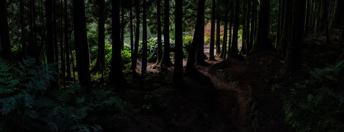 Trees growing in forest