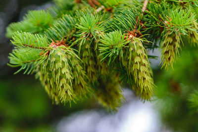 Beautiful young cones on a fir branch, bright green background