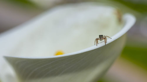 Close-up of insect on flower