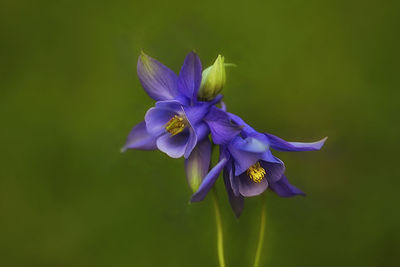 Close-up of purple iris flower