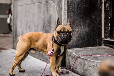 Portrait of french bulldog tied at doorway against old wall