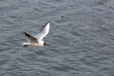 Black-headed gull flying over river on sunny day