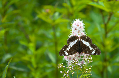 Close-up of butterfly pollinating on flower