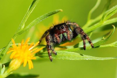 Close-up of spider on plant