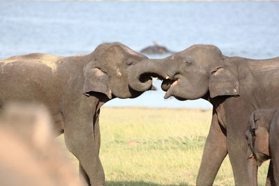 Side view of playful elephants on field against lake at minneriya national park