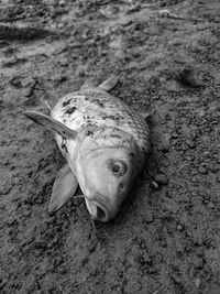 Close-up of fish on beach