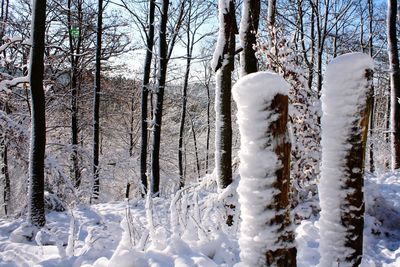 Snow covered trees in forest