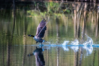 Bird flying over lake