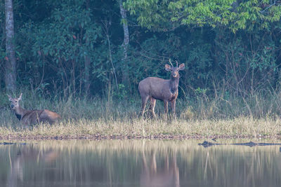 Deer in lake