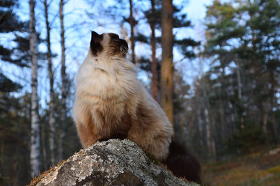 Low angle view of cat sitting on rock