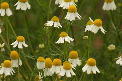 Close-up of yellow flowers blooming outdoors