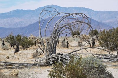 Desert landscape featuring dead ocotillo plant