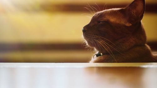 Close-up of a cat looking away