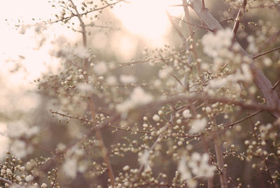 Close-up of cherry blossom tree