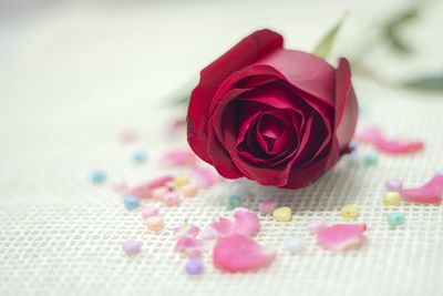 Close-up of pink rose