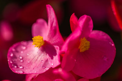 Close-up of pink flowers blooming outdoors