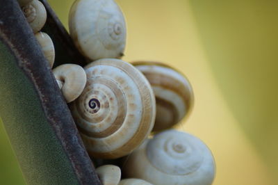 Close-up of snail