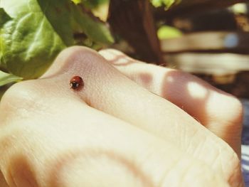 Close-up of ladybug on hand