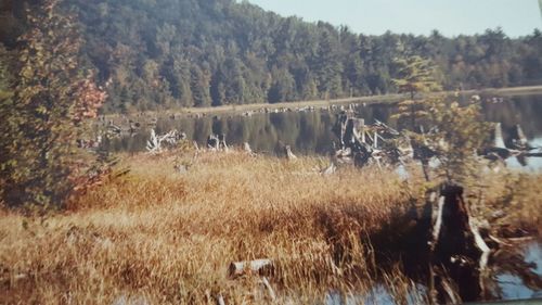 View of trees on landscape